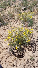 Malacothrix sonchoides