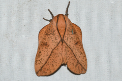 Syssphinx bisecta