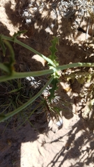 Malacothrix sonchoides