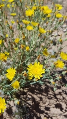 Malacothrix sonchoides