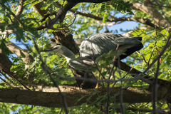Egretta novaehollandiae