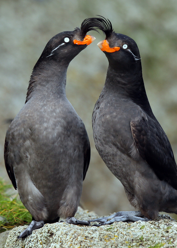 Crested Auklet