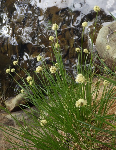 Calliscirpus