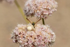 Eucerceris provancheri