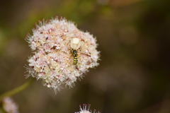 Eucerceris provancheri