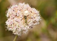 Eucerceris provancheri