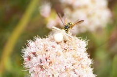 Eucerceris provancheri