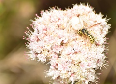 Eucerceris provancheri