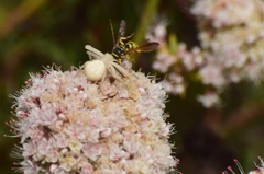 Eucerceris provancheri