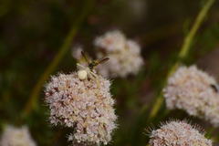 Eucerceris provancheri