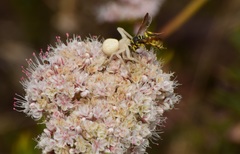 Eucerceris provancheri
