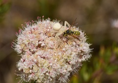 Eucerceris provancheri
