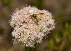 Eucerceris provancheri