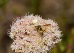 Eucerceris provancheri