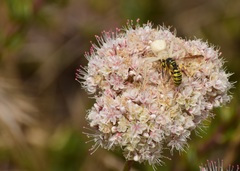 Eucerceris provancheri