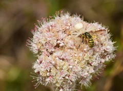 Eucerceris provancheri