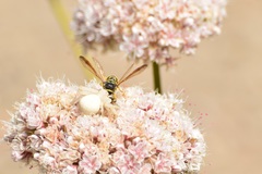 Eucerceris provancheri