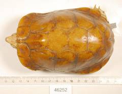 Sierra Box Turtle photo 2