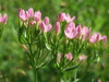Common Centaury - Photo (c) Andreas Rockstein, some rights reserved (CC BY-SA)