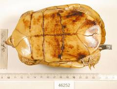 Sierra Box Turtle photo 3