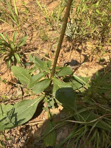 Image of Helianthus atrorubens by (c) Scott Cave, some rights reserved (CC BY)