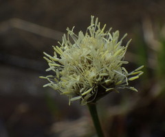 Calliscirpus criniger