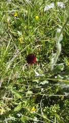 Gymnadenia