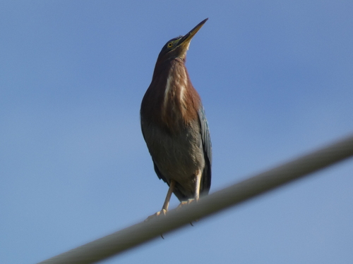 Green Heron photographed in Connecticut