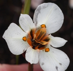 Moraea cantharophila