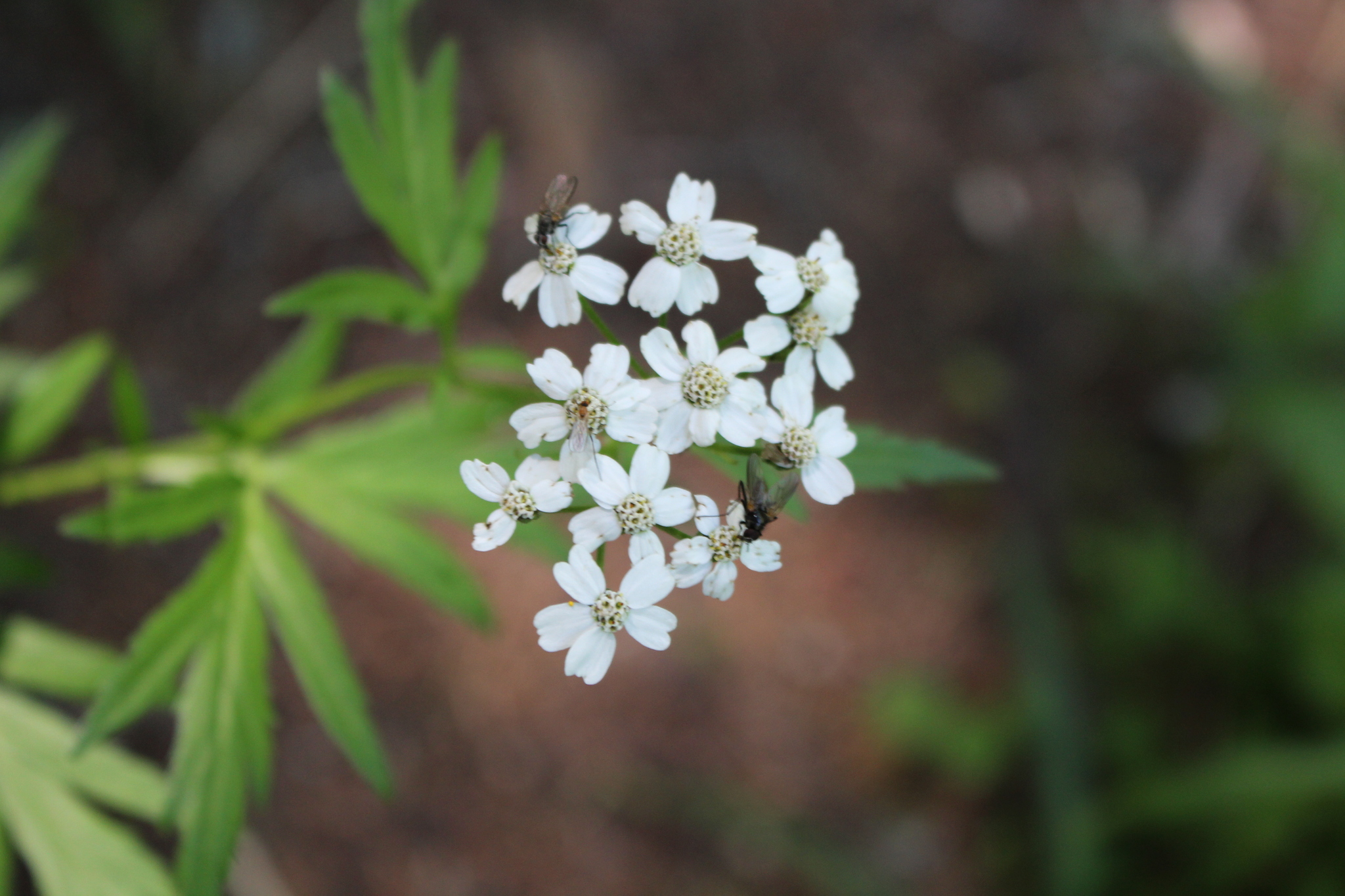 Achillea macrophylla
