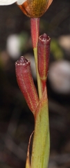 Moraea cantharophila