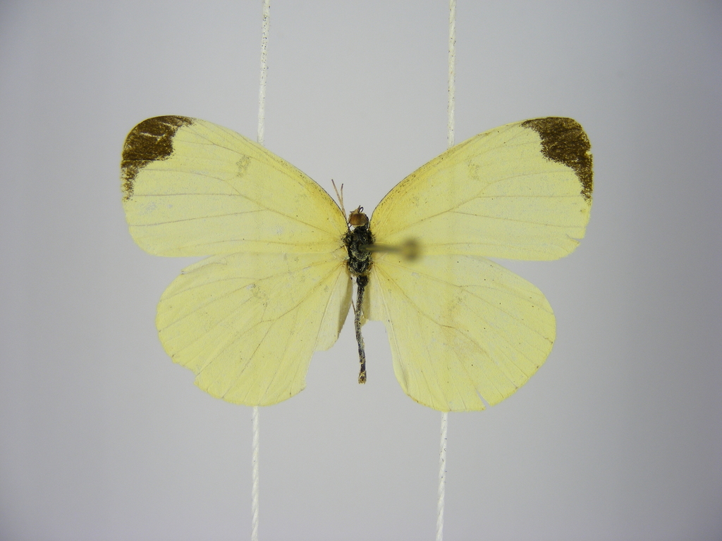 Marsh Grass Yellow