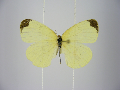 Marsh Grass Yellow