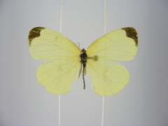 Eurema hapale