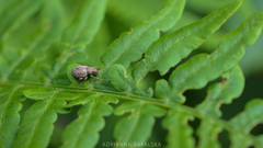Strophosoma capitatum