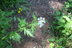 Achillea macrophylla