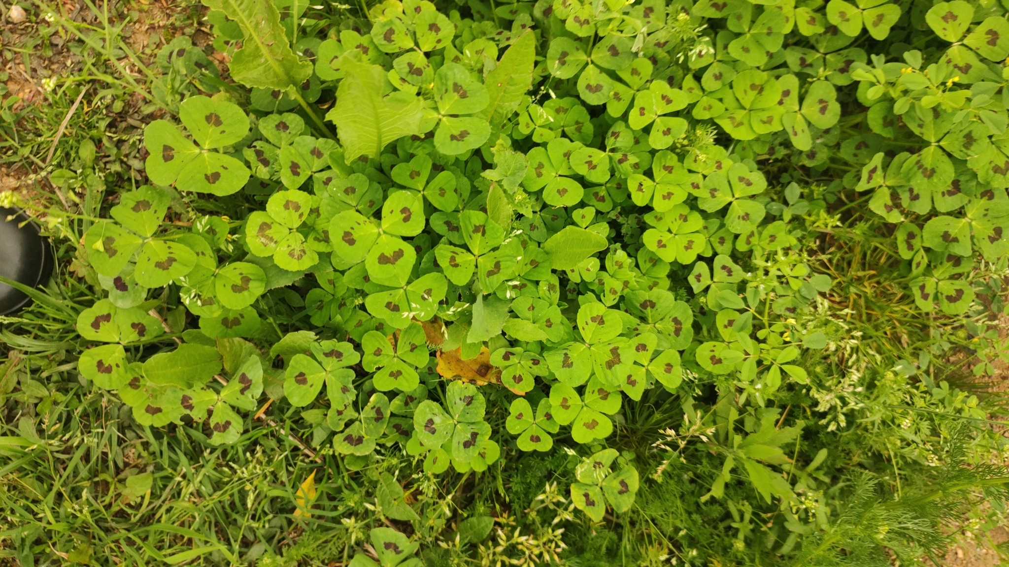 Medicago arabica