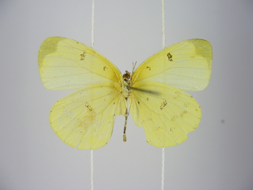 Marsh Grass Yellow