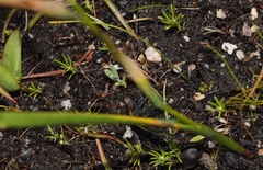 Moraea cantharophila