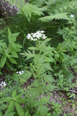 Achillea macrophylla