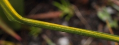 Moraea cantharophila