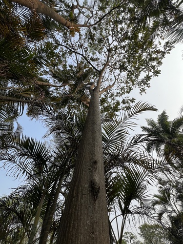 Centrolobium tomentosum, photograph 6