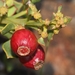 Dwarf Tanninbush - Photo (c) Marion Maclean, some rights reserved (CC BY-NC), uploaded by Marion Maclean
