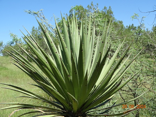 Image of Yucca grandiflora by (c) Ulises Pinedo, some rights reserved (CC BY)