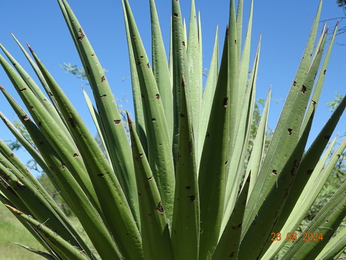 Image of Yucca grandiflora by (c) Ulises Pinedo, some rights reserved (CC BY)