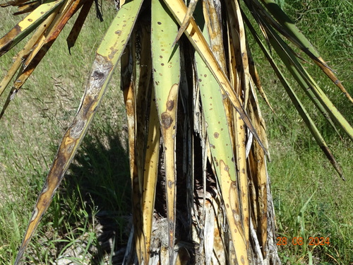 Image of Yucca grandiflora by (c) Ulises Pinedo, some rights reserved (CC BY)