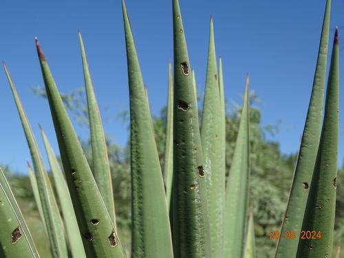 Yucca grandiflora