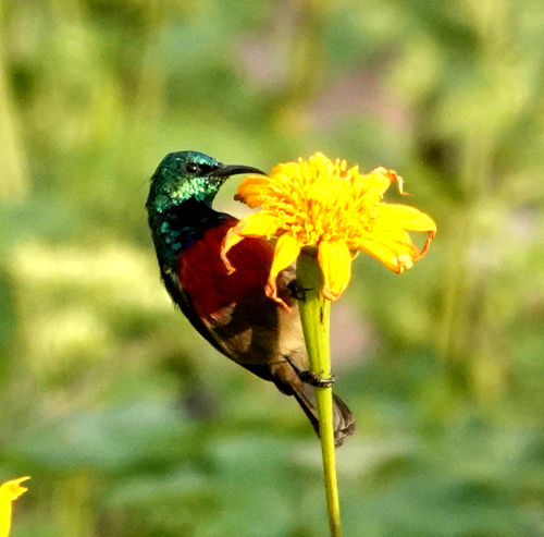 Northern Double-collared Sunbird