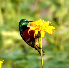 Northern Double-Collared Sunbird photo 4