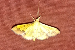 Meroctena tullalis